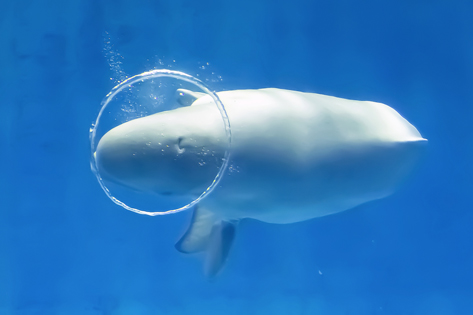 しまね海洋館アクアス