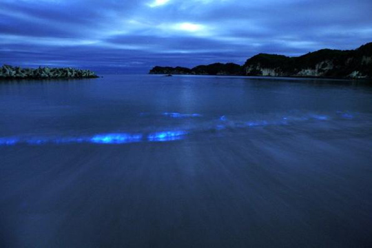 下田港ナイトクルーズ「夜光虫遊覧」