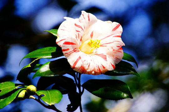 下田公園（椿園）