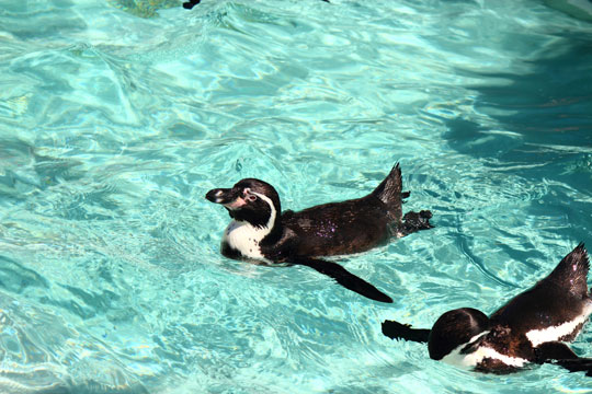 市立しものせき水族館 海響館