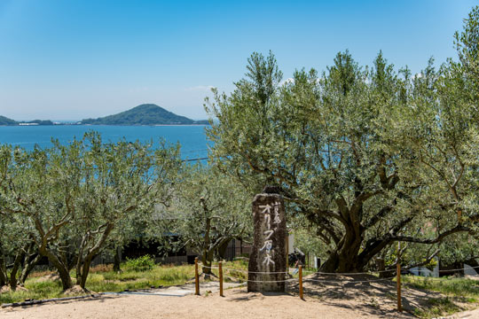 小豆島オリーブ園