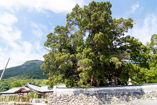 宝生院のシンパク