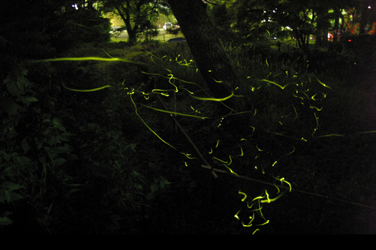 赤蛙公園「ほたるの夕べ」