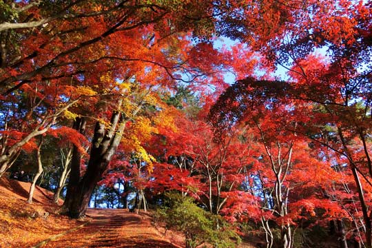 修善寺自然公園 もみじ林