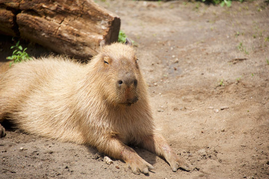 アロハガーデンたてやま