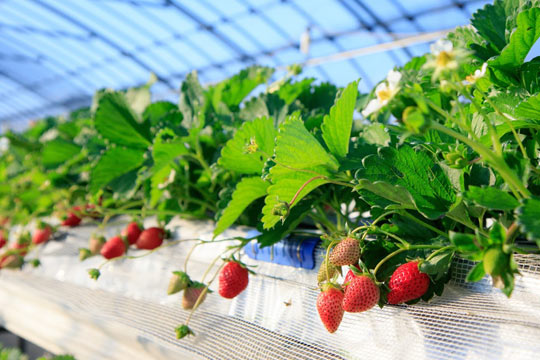 館山いちご狩りセンター