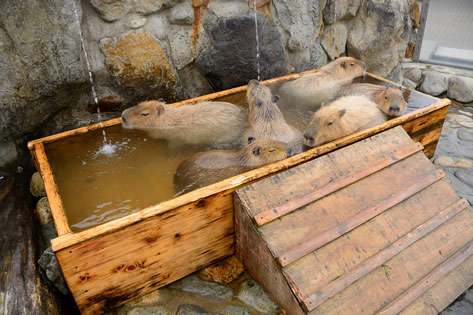 那須どうぶつ王国