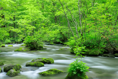 奥入瀬渓流（おいらせけいりゅう）