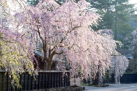 角館（かくのだて）のシダレザクラ