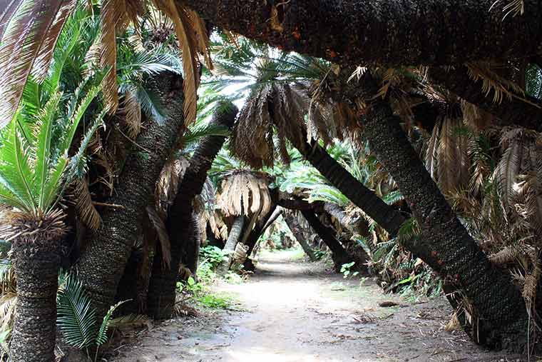 金見崎ソテツトンネル