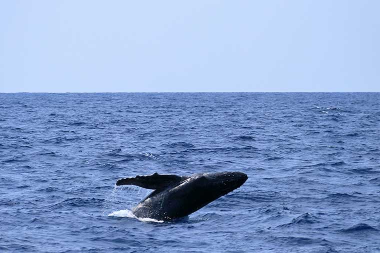 ホエールウォッチング