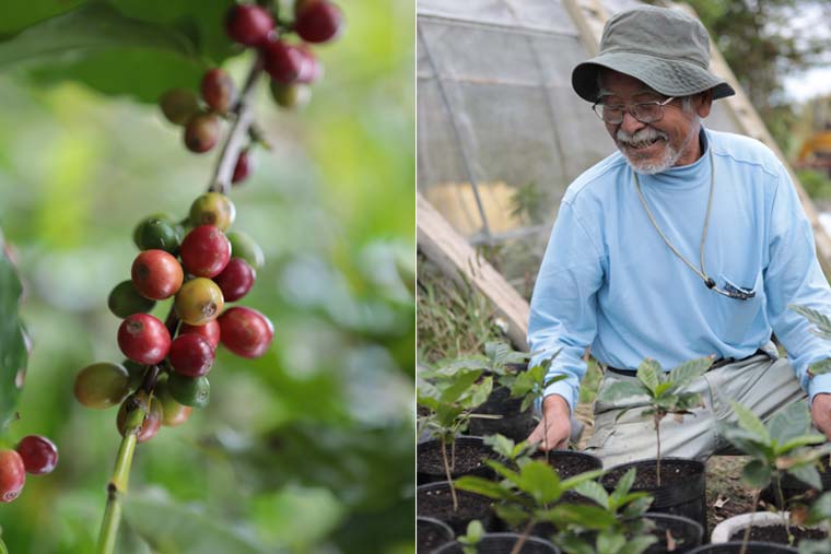 徳之島コーヒー