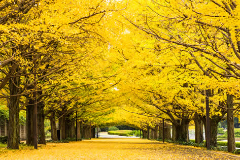 国営昭和記念公園