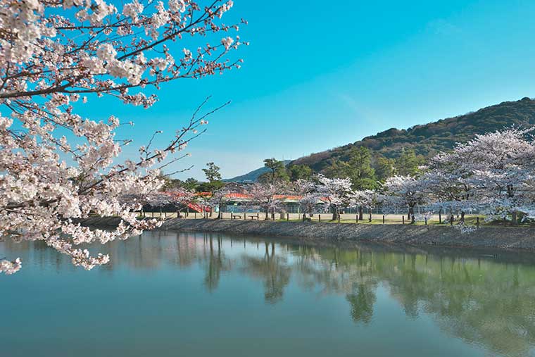 宇治川上流の桜