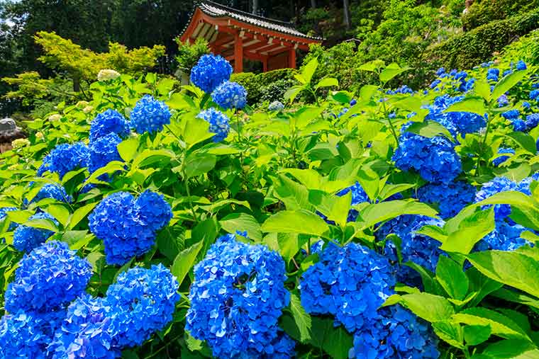 三室戸寺のあじさい