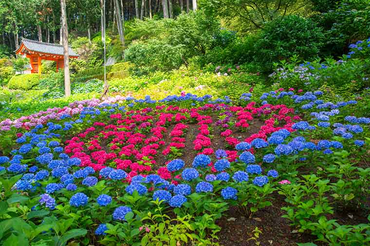 三室戸寺のあじさい