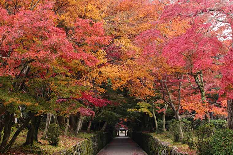 興聖寺 琴坂の紅葉