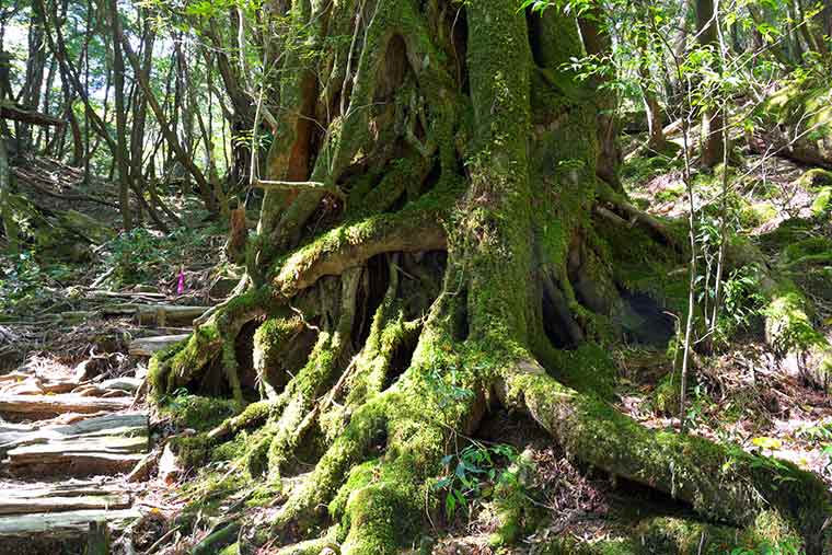 ヤクスギランド