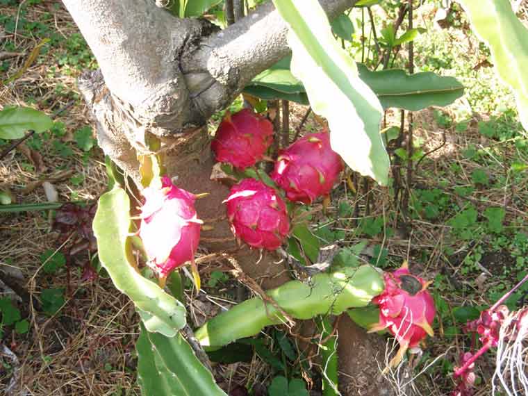屋久島フルーツガーデン