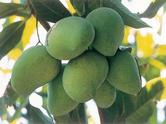 屋久島フルーツガーデン