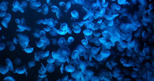 鶴岡市立加茂水族館