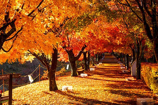 ふじさんミュージアム敷地内「もみじ街道」