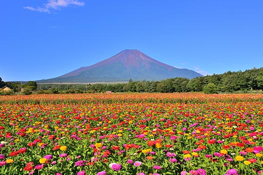 山中湖 花の都公園