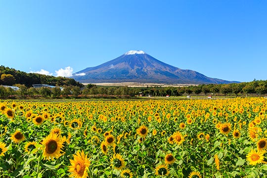山中湖 花の都公園