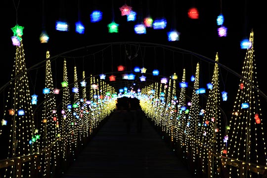 山中湖 花の都公園