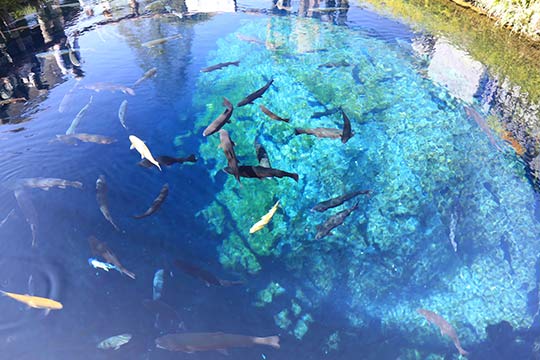 忍野八海(おしのはっかい)