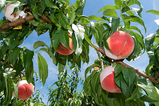 もも狩り、ぶどう狩り