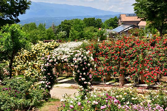 山梨県立フラワーセンター ハイジの村