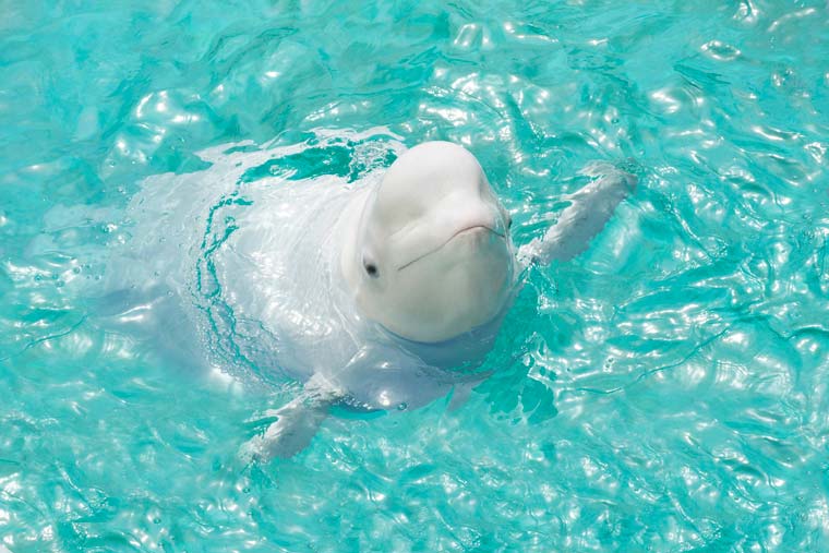 八景島シーパラダイス