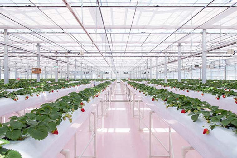 東京ストロベリーパーク