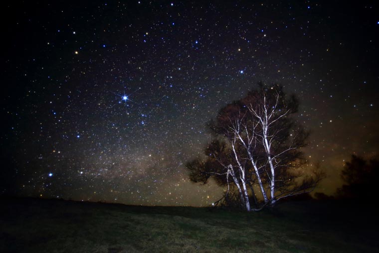 白樺の木と夏の星空