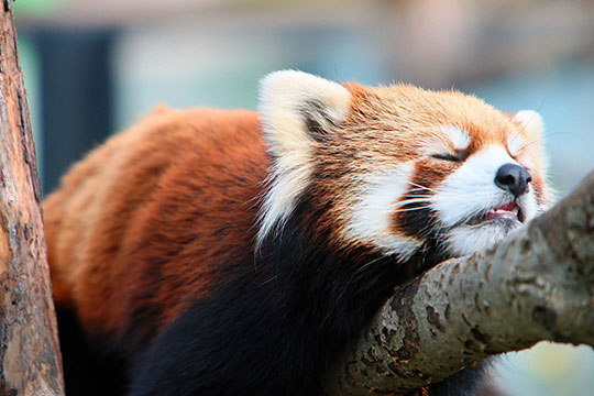 札幌市円山動物園