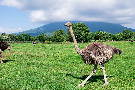 第2有島ダチョウ牧場