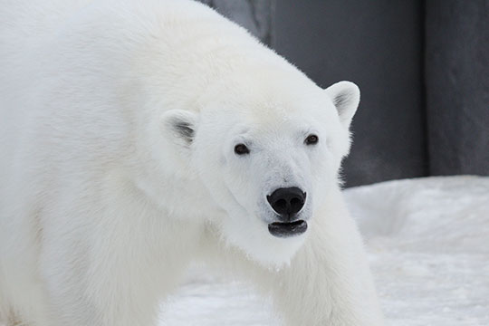 旭川市旭山動物園