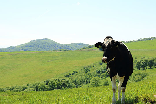 十勝牧場