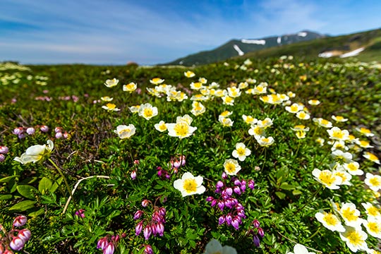 旭岳(大雪山国立公園)