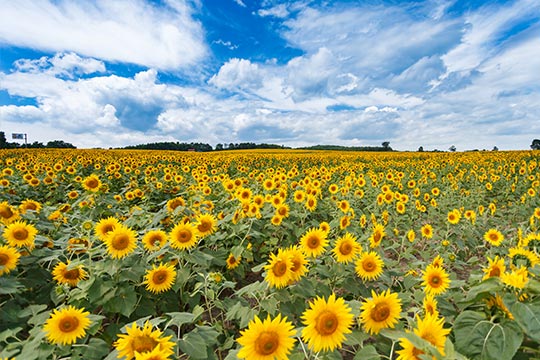 北竜町ひまわりの里