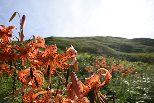 礼文島(れぶんとう)