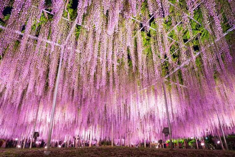 あしかがフラワーパーク