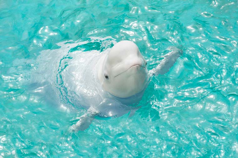 横浜・八景島シーパラダイス
