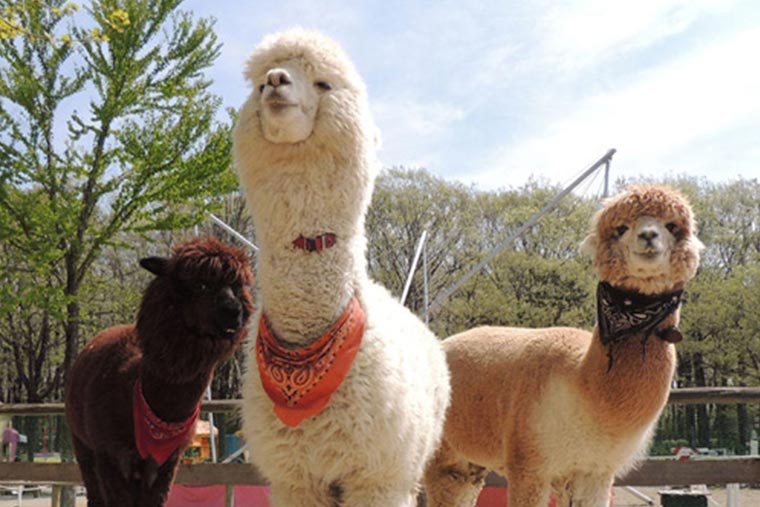 那須りんどう湖レイクビュー