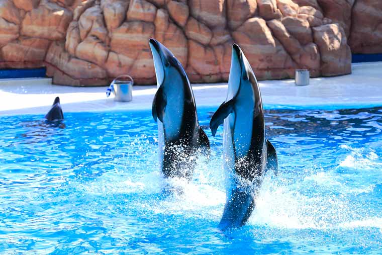 アドベンチャーワールド