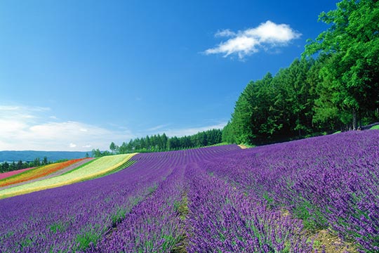 北海道　ラベンダー畑