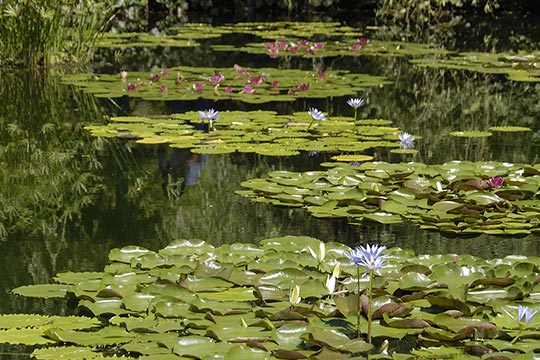高知県　北川村「モネの庭」マルモッタン