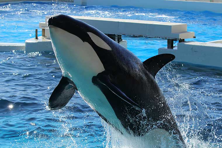 千葉県　鴨川氏―ワールド