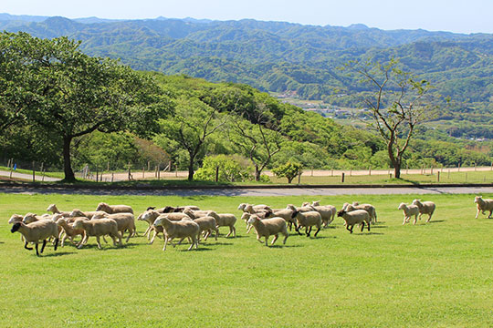 千葉県　マザー牧場